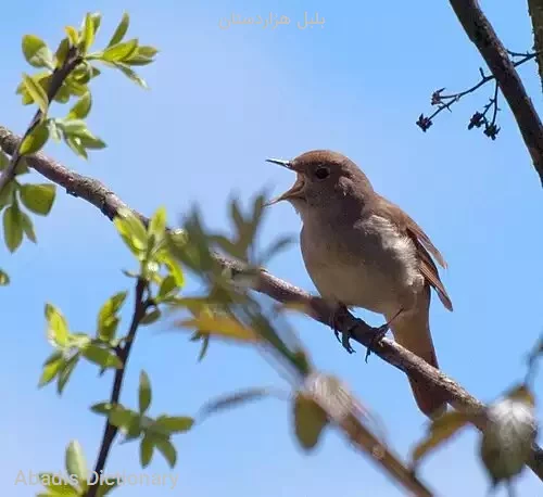 بلبل هزاردستان